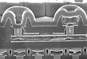 Фотография ячейки, сделанная с помощью электронного микроскопа.